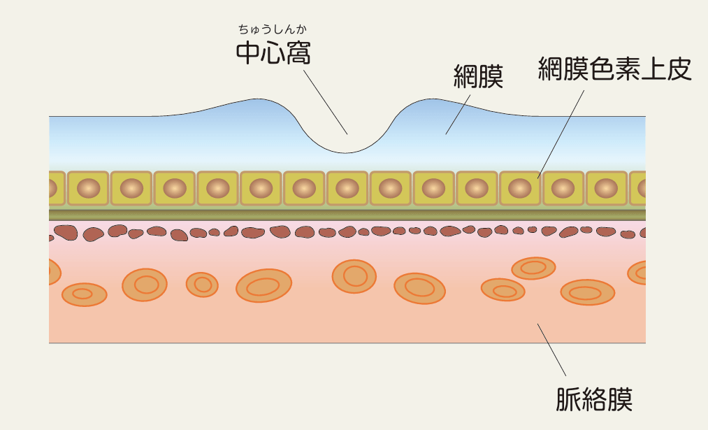 正常な黄斑の断面図